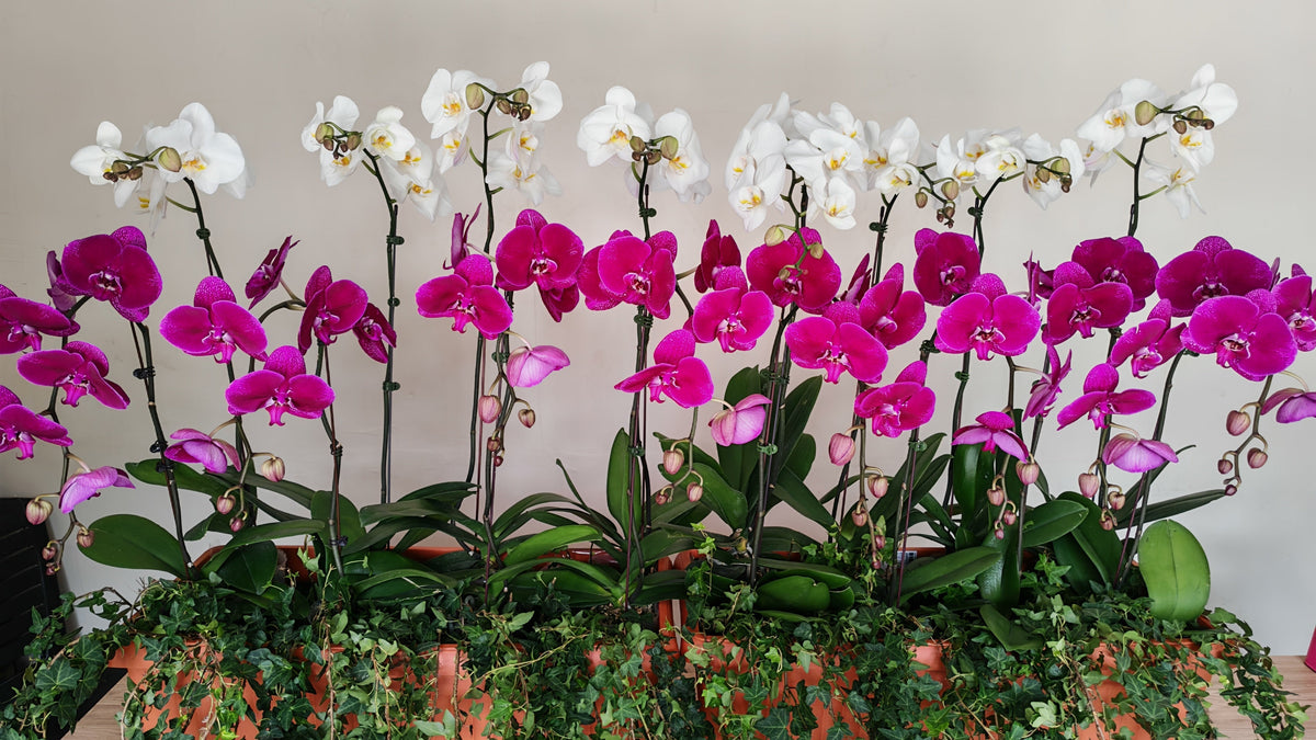 Phalenopsis for Openings/ House Warmings - FLOWERHOLIC