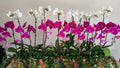 PL_001 - FLOWERHOLIC