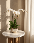 PLL_009 (Table not included) - FLOWERHOLIC