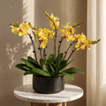 PLM_006 (Table not included) - FLOWERHOLIC